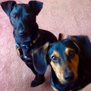 Meet your Posher, Abigail